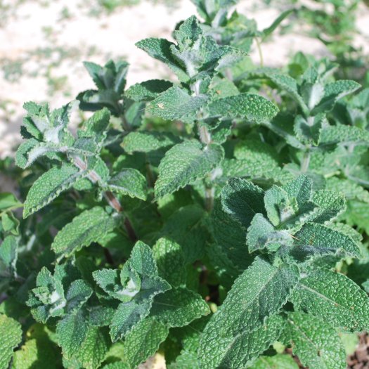 Mentha spicata